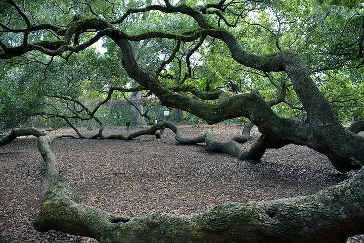 Angel Oak near Charleston, SC