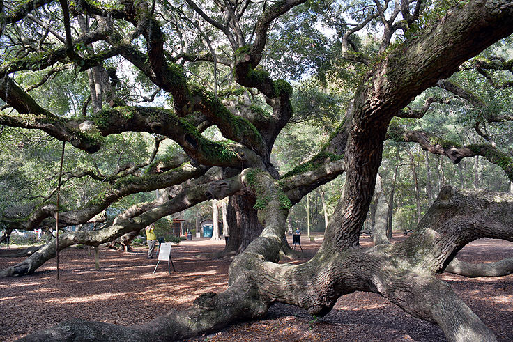 Angel Oak near Charleston, SC