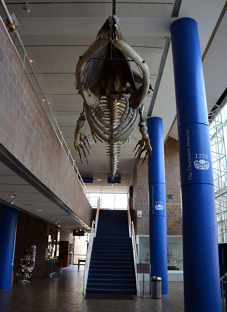 Whale Skeleton at The Charleston Museum