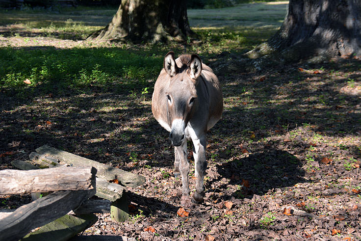 A burro at Magnolia Plantation in Charleston, SC