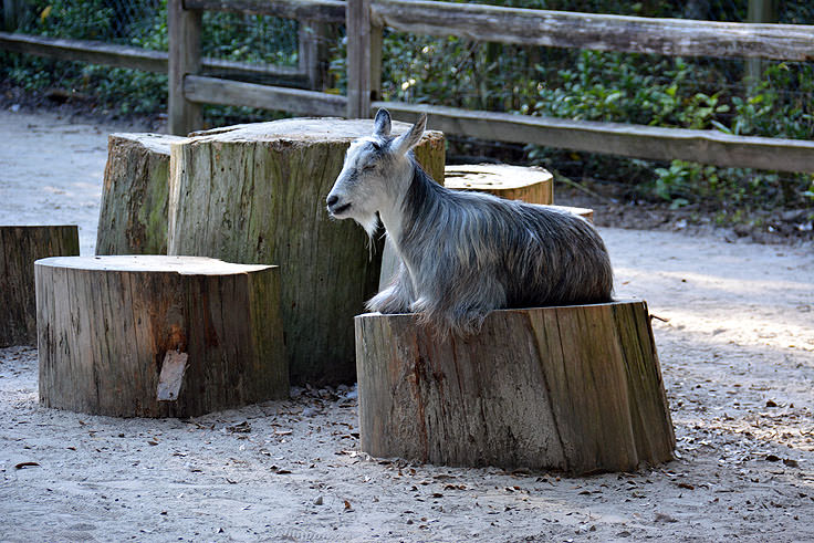 A goat in the petting zoo at Magnolia Plantation in Charleston, SC