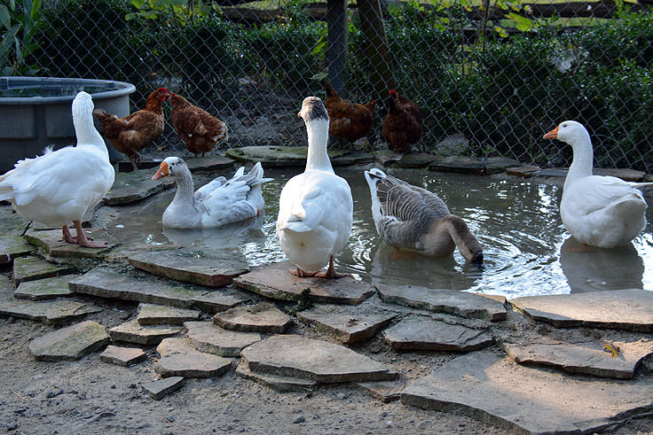 Ducks in the petting zoo at Magnolia Plantation in Charleston, SC
