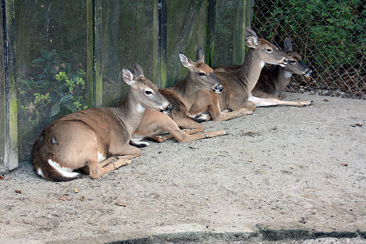 Deer in the petting zoo at Magnolia Plantation in Charleston, SC