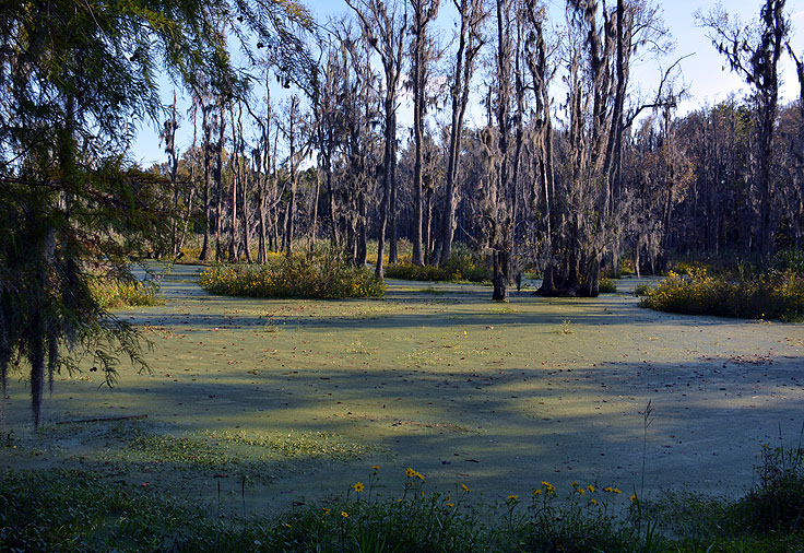 The Audobon Swamp Garden at Magnolia Plantation in Charleston, SC