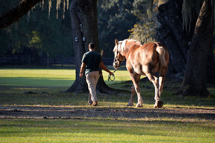 A horse at Middleton Place Plantation in Charleston, SC