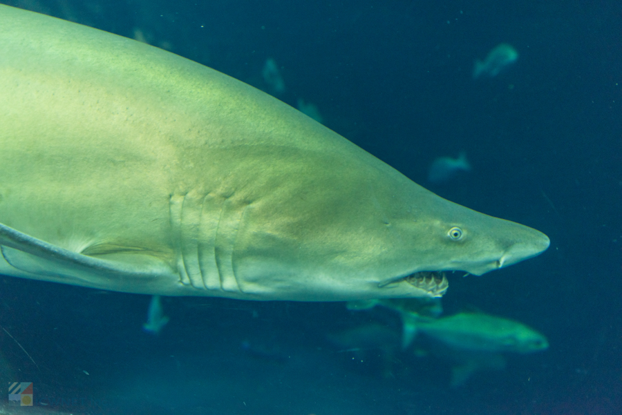 SC Aquarium Charleston