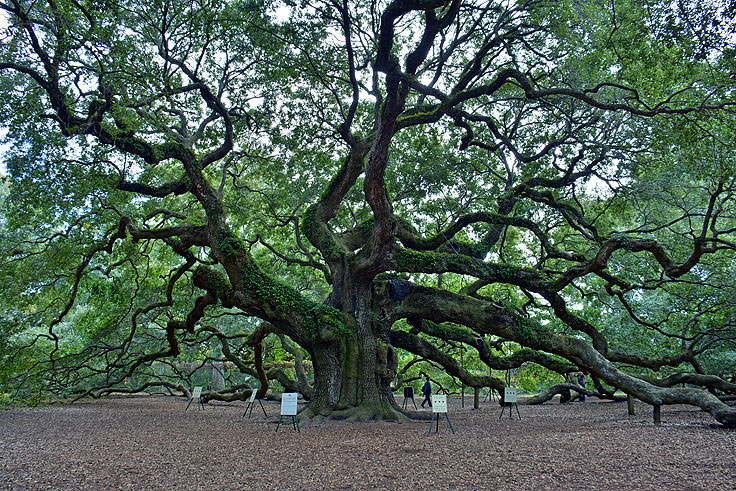 Angel Oak near Charleston, SC