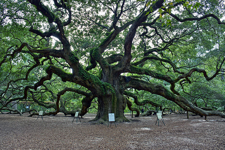 Angel Oak near Charleston, SC