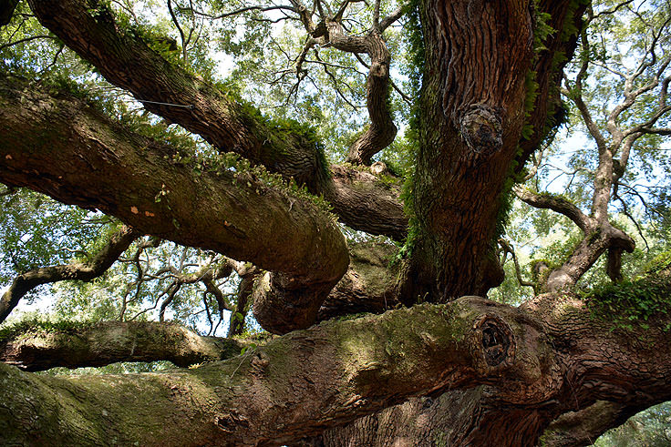 Angel Oak near Charleston, SC