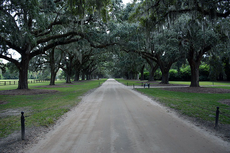 Live oaks at Boone Hall Plantation, Mt. Pleasant, SC