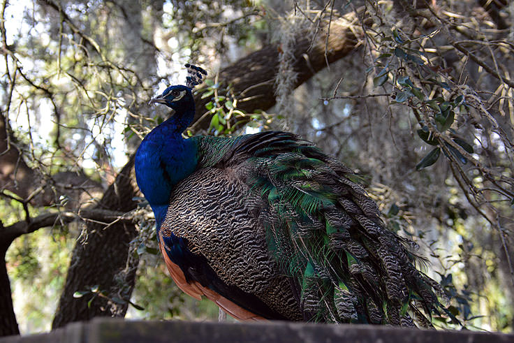 A peacock at Magnolia Plantation in Charleston, SC