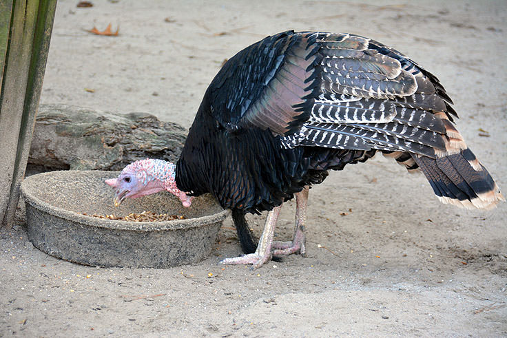 A turkey in the petting zoo at Magnolia Plantation in Charleston, SC