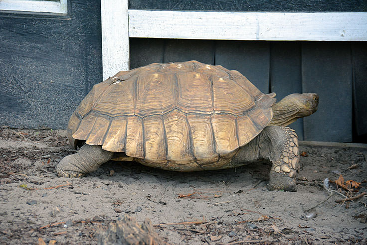 A tortoise in the petting zoo at Magnolia Plantation in Charleston, SC