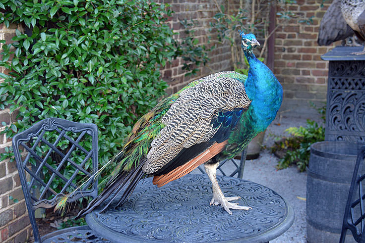 A peacock at Middleton Place Plantation in Charleston, SC