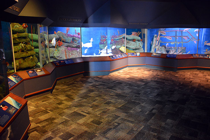 Exhibit in the S.C. Aquarium in Charleston, SC