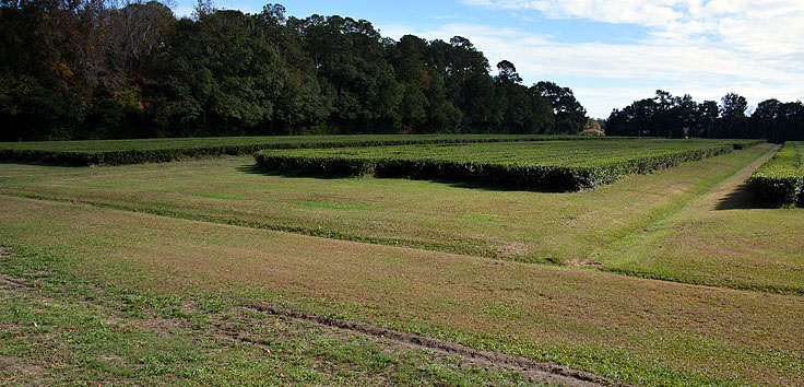 Charleston Tea Plantation