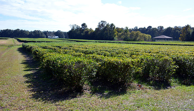 Charleston Tea Plantation