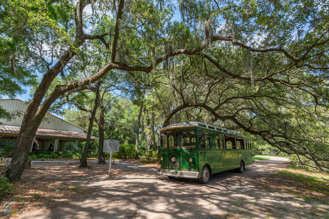Charleston Tea Garden Wadmalaw Island SC