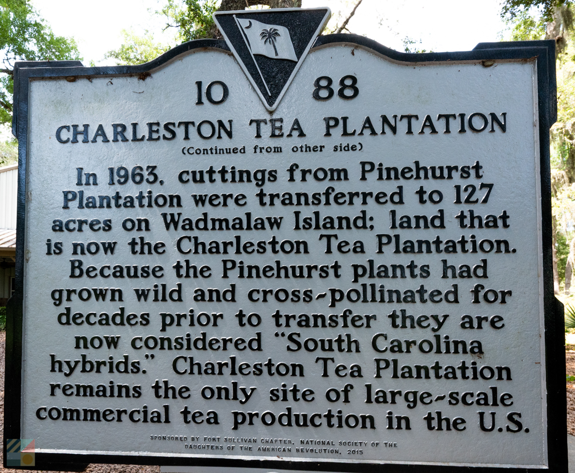 Charleston Tea Garden