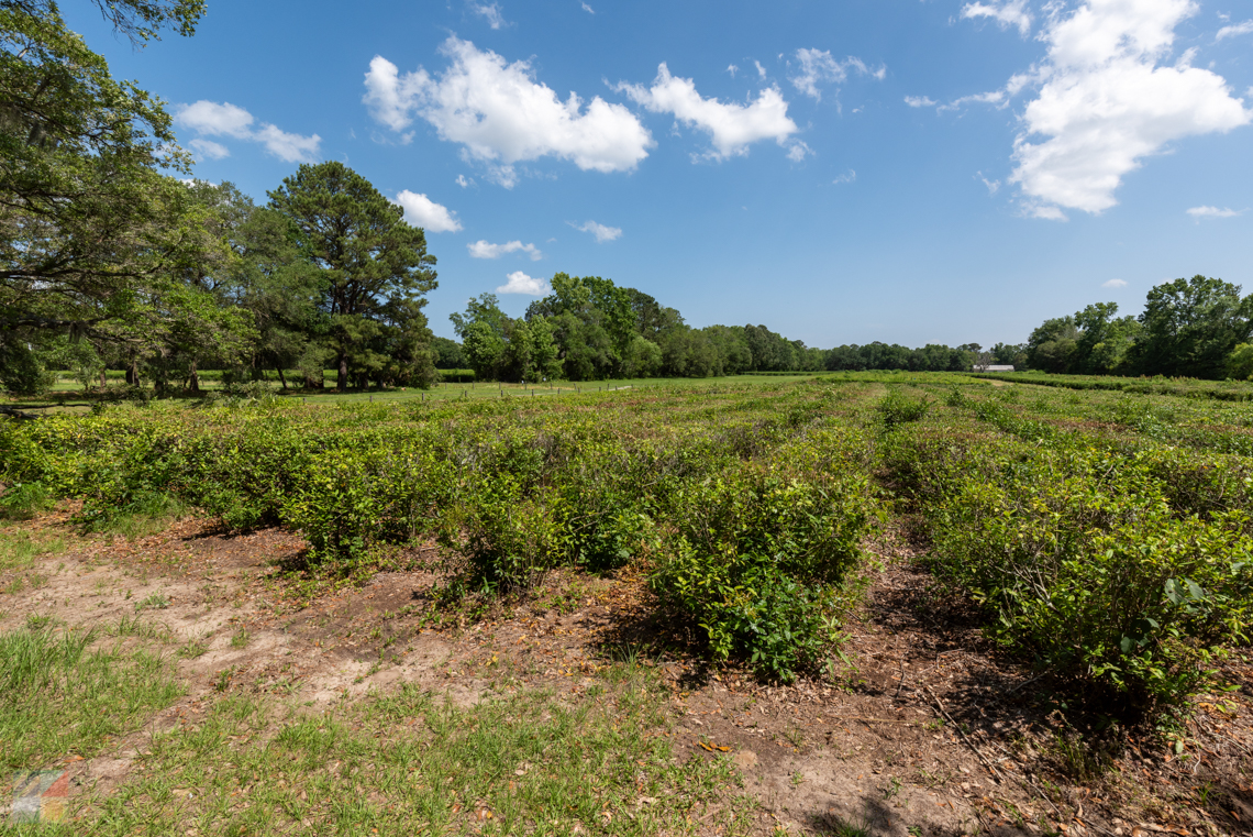 Charleston Tea Garden