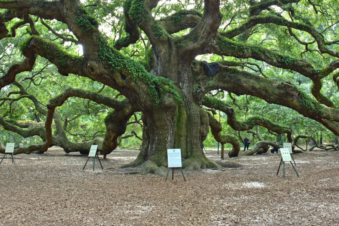 The Angel Oak Tree See The Leaves English Edition Audiobook Free