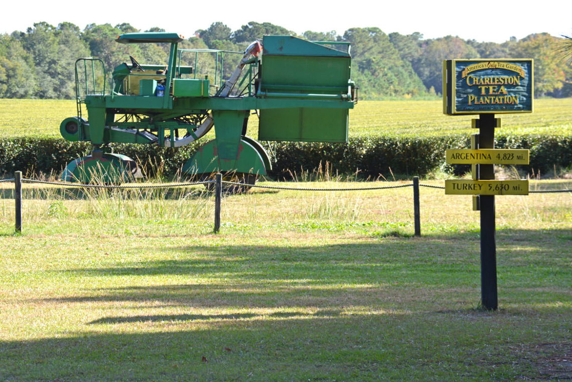 Charleston Tea Plantation