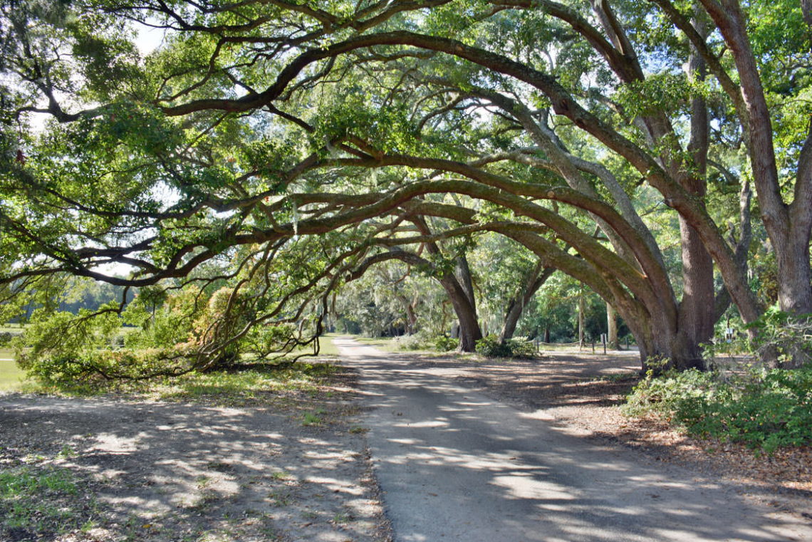 Wadmalaw Island - Charleston-SC.com