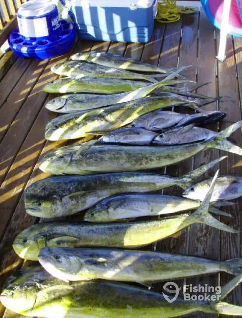 Chase-N-Fins Charters charter image 6