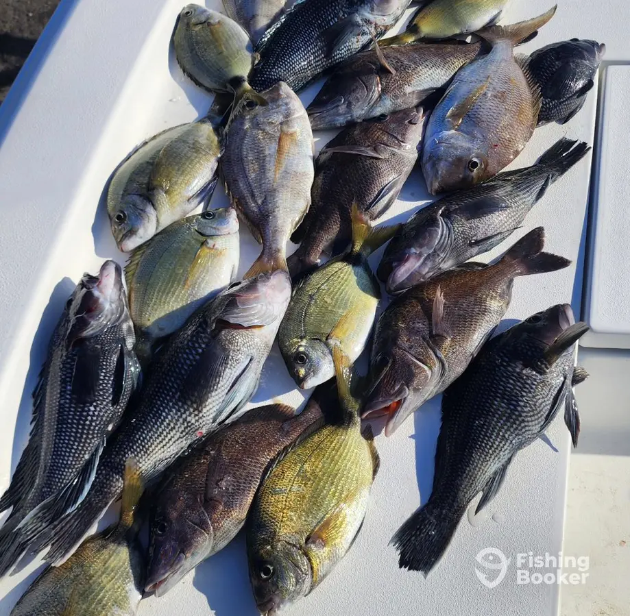 Silver Beard Charters charter image 5