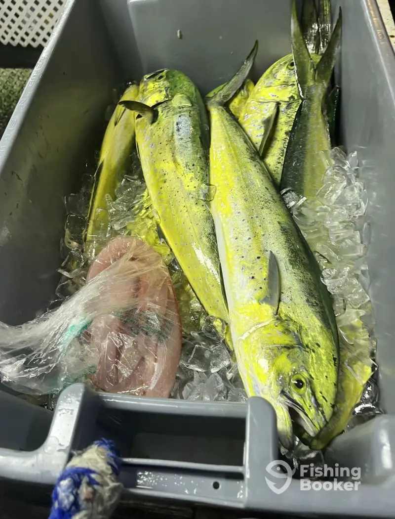 Miss Emily Charters – 29' CC charter image 4