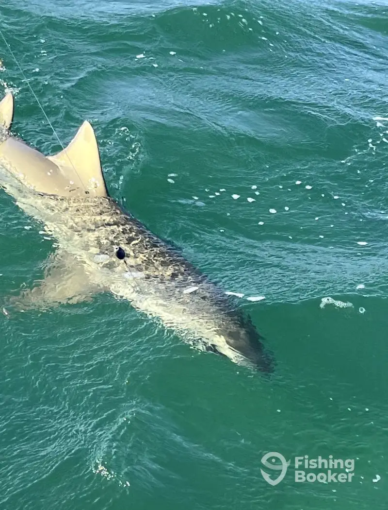 Miss Emily Charters – 29' CC charter image 5