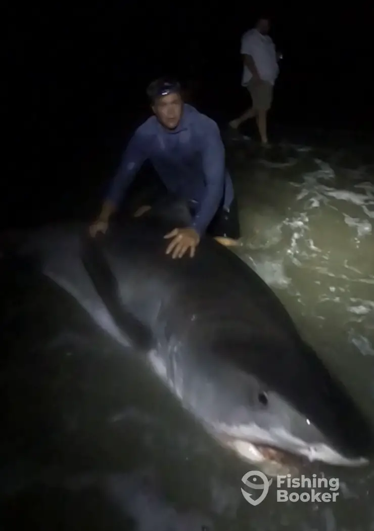 Shoreline Sharkin