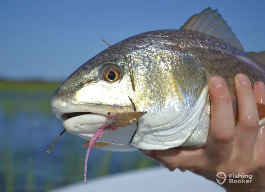 Frequent Flyer Fishing Charters charter image 3