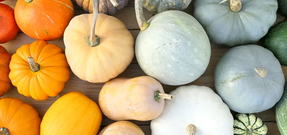 Harvest Hangout