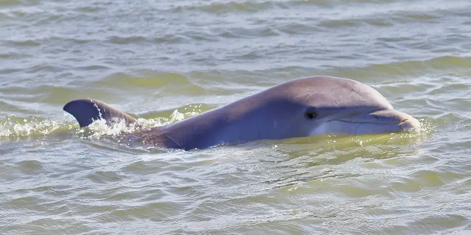 Dolphin Eco-Charter