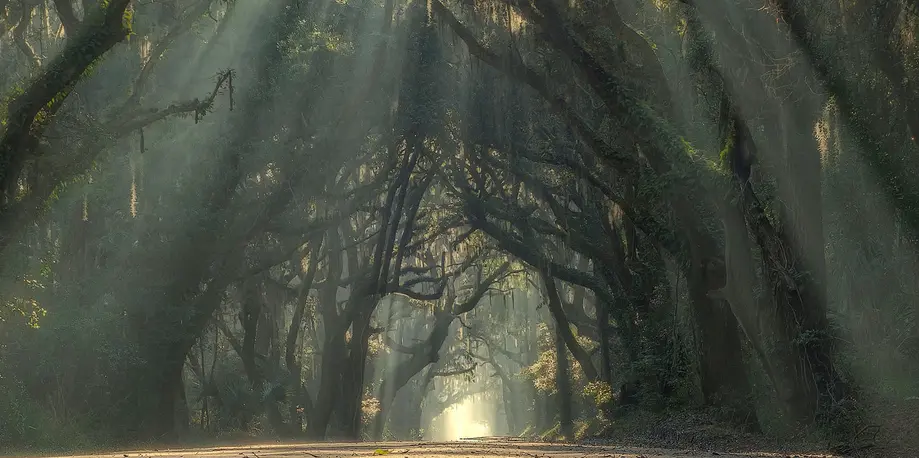 Backroads & Live Oaks Excursion