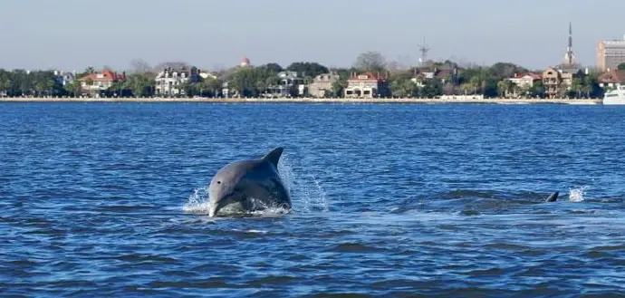 Daytime Dolphin Sail