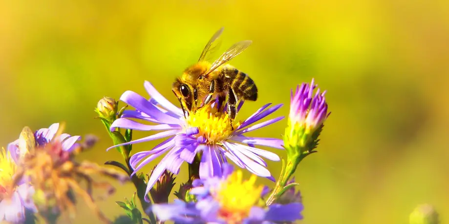 Hive Tour and Honey Tasting