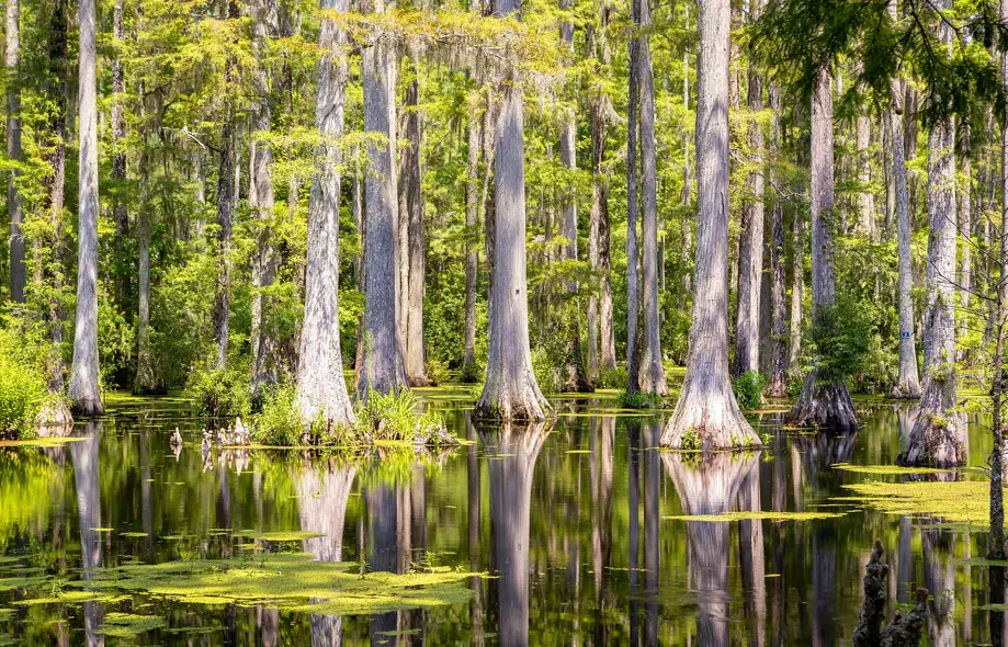 Insider's Tour of Cypress Gardens