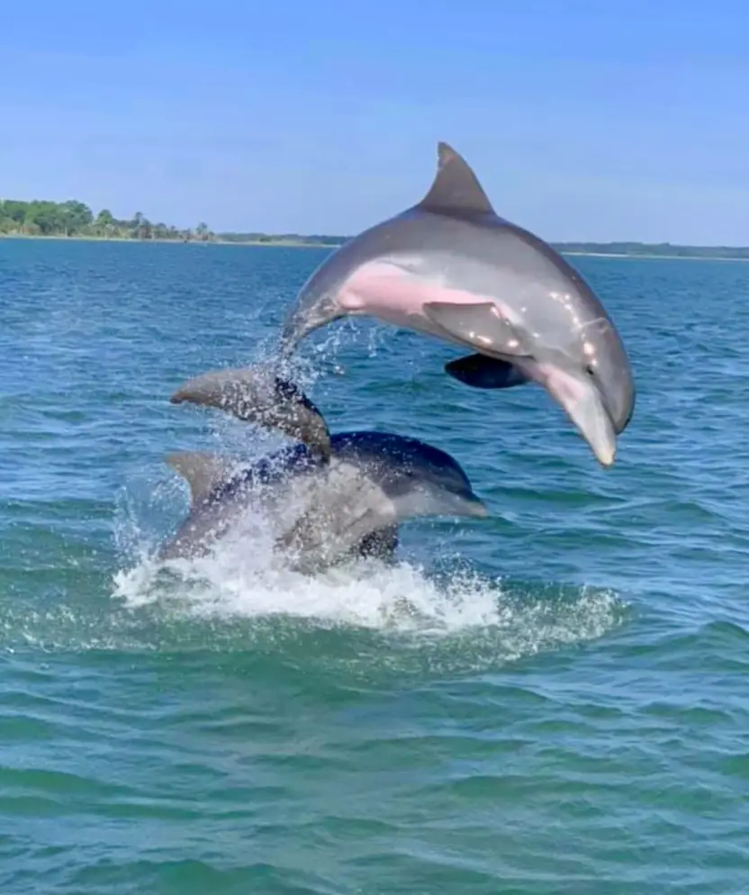 Private Dolphin Ecotour