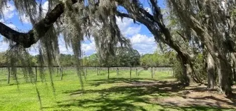 Wine, Tea and a Tree: The Wadmalaw Adventure