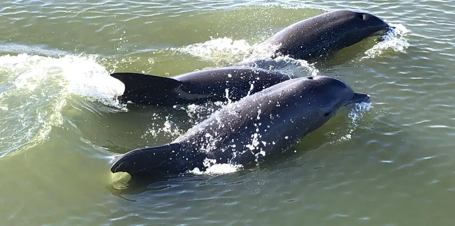 Kismet - Private Morning  Dolphin Charter ????