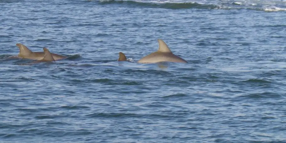 LMMN Volunteer Dolphin Sunset to Capers Island