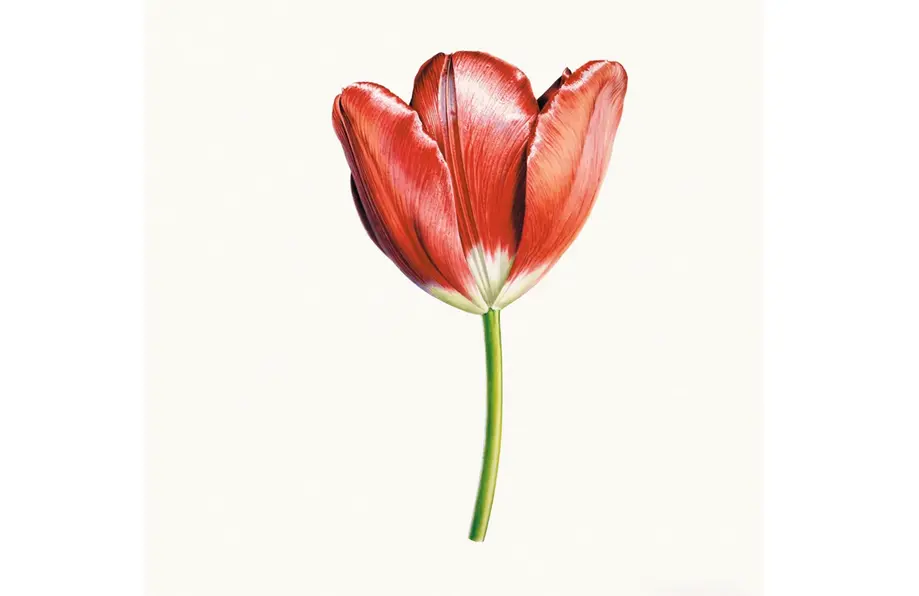 2023 Family Tulip Planting Day