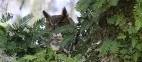 Guided Birding Walk