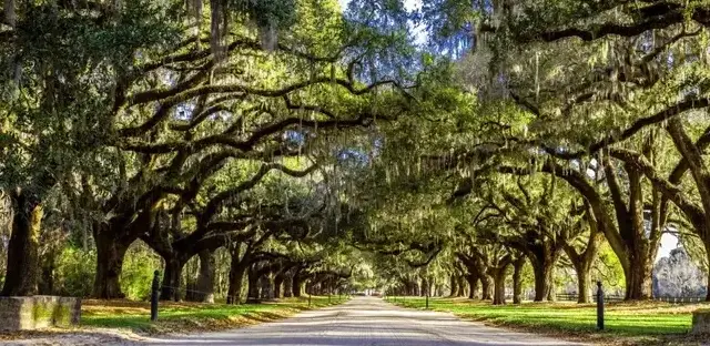 Black History Month Celebration Season Pass