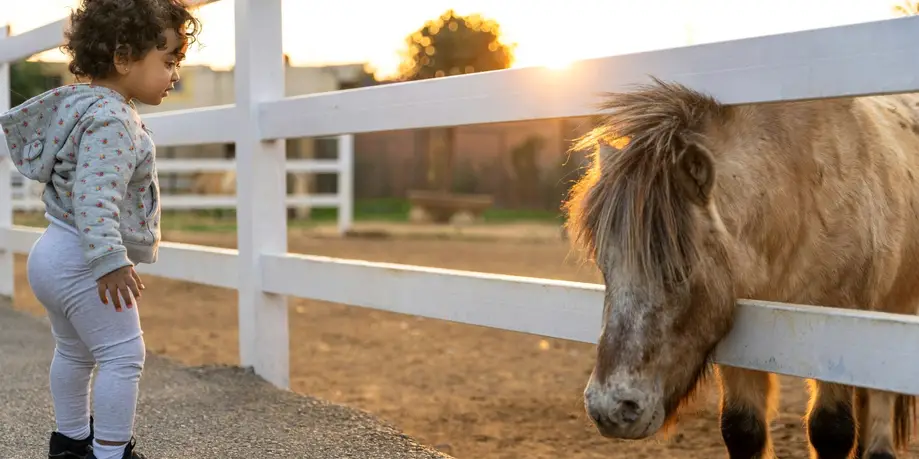 Pony Rides