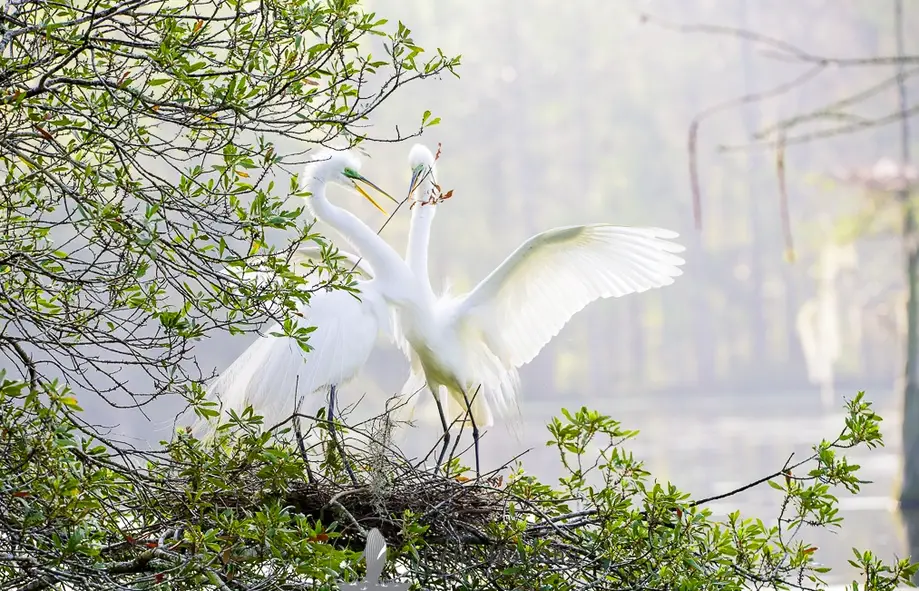 Snap Shot to ‘ProShot’: Elevating your Photography Game