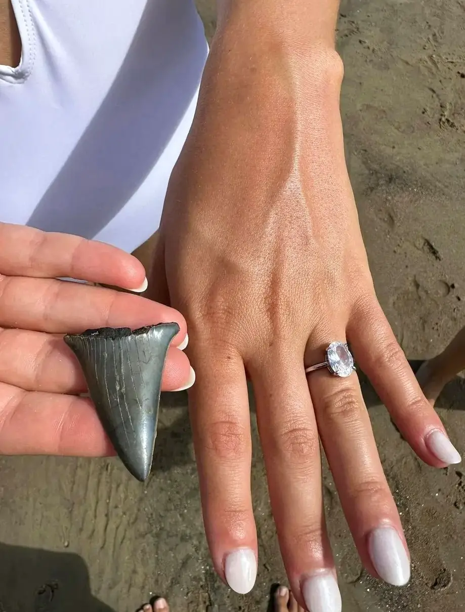 Shark Tooth & Sea Shell Hunting Tour - 3 Hours
