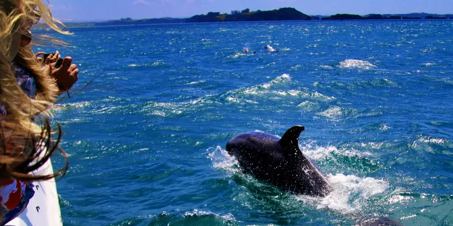 Morris Island Dolphin & Shelling Tour